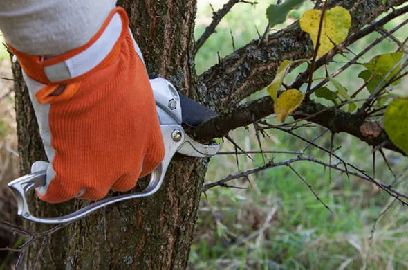 Ann magnolia tree care