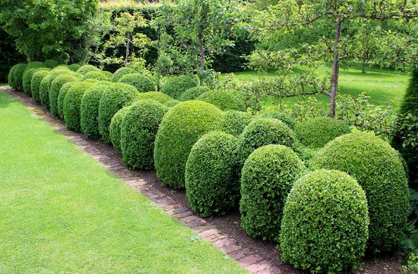 Baby gem boxwood shrubs