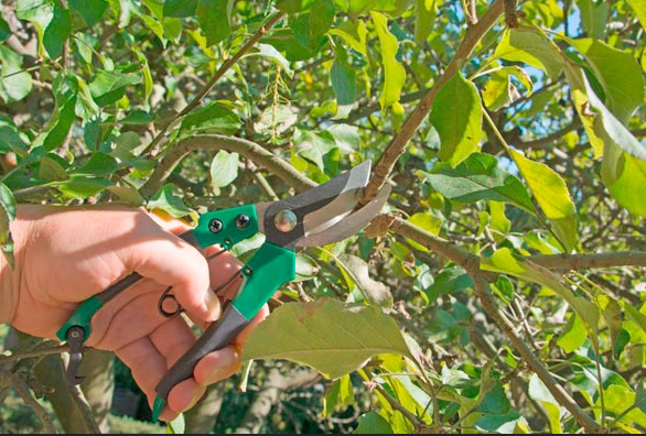 Nectarine tree pruning tips