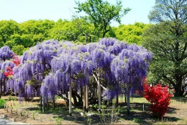 Purple flowering tree in NYC