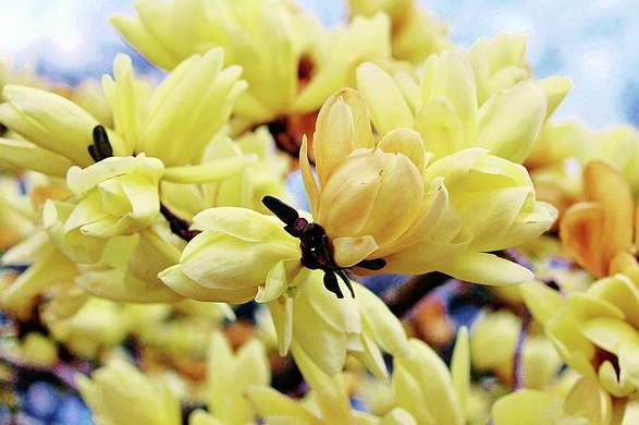 Yellow magnolia tree sizes