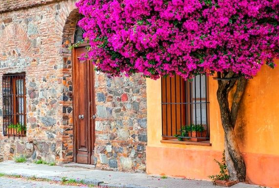 Bougainvillea tree sizes