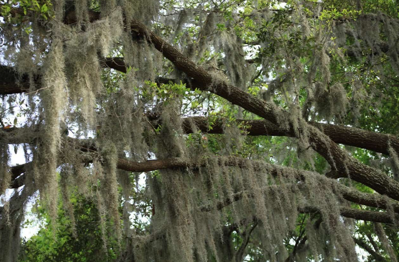 How Do You Remove Moss From Trees?